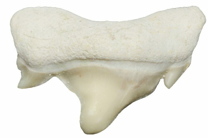 Pathological Otodus Shark Tooth - Morocco #213904